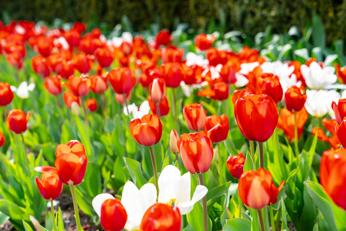 An image of tulips on the Marist campus